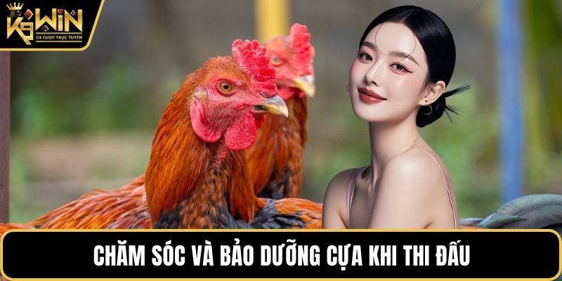 Chăm sóc và bảo dưỡng cựa khi thi đấu