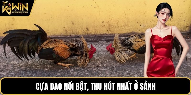 Cựa dao nổi bật, thu hút nhất ở sảnh